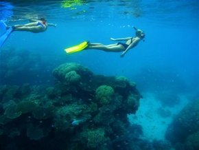 Three Islands Whale Shark Dive - Melbourne Tourism 3