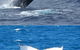 Mills Charters Fishing And Whale Watch Cruises - thumb 3