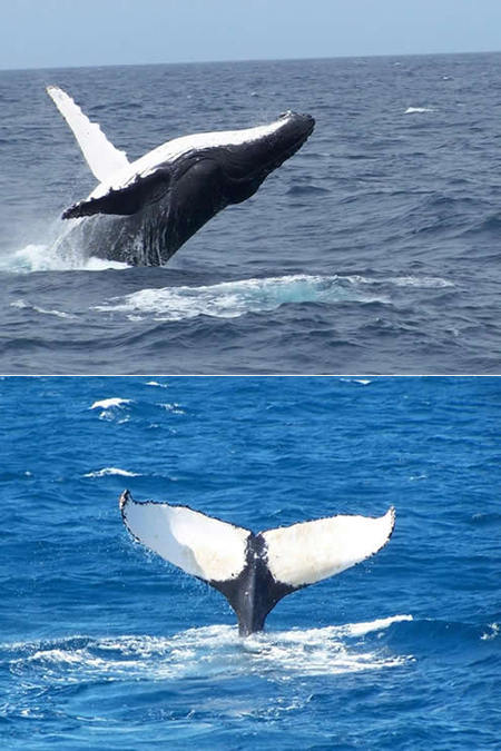 Mills Charters Fishing And Whale Watch Cruises - Melbourne Tourism 3