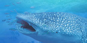 Ningaloo Blue Dive - Melbourne Tourism 1