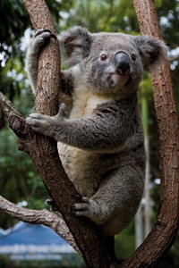 Currumbin Wildlife Sanctuary - Melbourne Tourism 1
