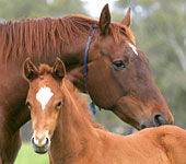 Blue Gum Farm - Melbourne Tourism 0