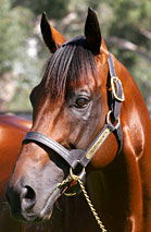 Blue Gum Farm - Melbourne Tourism 2