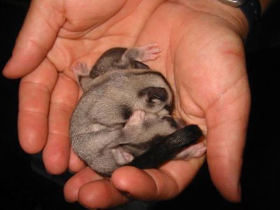 Redbank QLD Melbourne Tourism