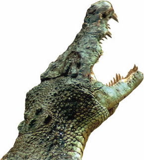 Crocodylus Park - Melbourne Tourism 3