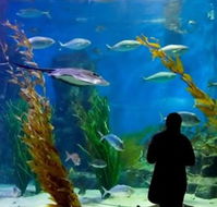 Melbourne Aquarium - Melbourne Tourism