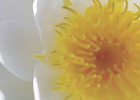 Crown Spa - Melbourne Tourism 2