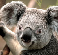 Potoroo Palace - Melbourne Tourism