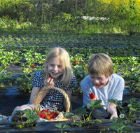 Blue Hills Berries  Cherries - Melbourne Tourism