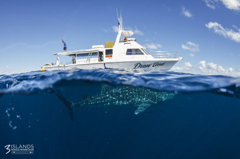 Three Islands Whale Shark Dive - Melbourne Tourism 4