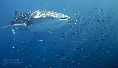 Three Islands Whale Shark Dive - Melbourne Tourism 5