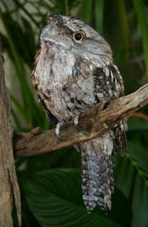 Currumbin Wildlife Sanctuary - Melbourne Tourism 2