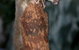 Currumbin Wildlife Sanctuary - thumb 3