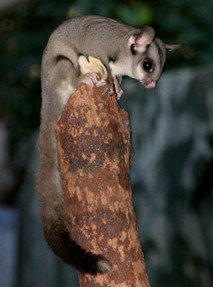 Currumbin Wildlife Sanctuary - Melbourne Tourism 3