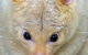 Currumbin Wildlife Sanctuary - thumb 4