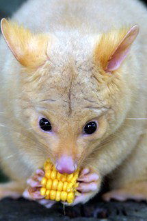 Currumbin Wildlife Sanctuary - Melbourne Tourism 4