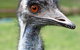 Currumbin Wildlife Sanctuary - thumb 5