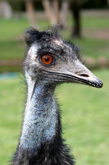 Currumbin Wildlife Sanctuary - Melbourne Tourism 5