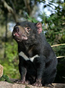 Currumbin Wildlife Sanctuary - Melbourne Tourism 7