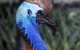 Currumbin Wildlife Sanctuary - thumb 8