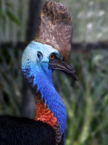 Currumbin Wildlife Sanctuary - Melbourne Tourism 8