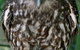 Currumbin Wildlife Sanctuary - thumb 9