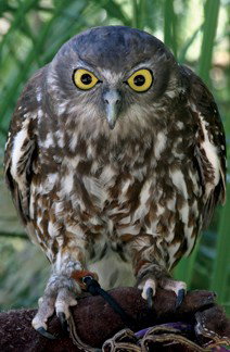 Currumbin Wildlife Sanctuary - Melbourne Tourism 9