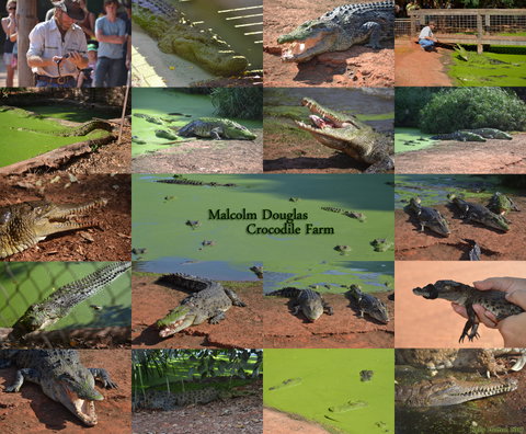 The Malcolm Douglas Crocodile Park - Melbourne Tourism 0