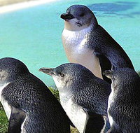 Rockingham Wild Encounters - Melbourne Tourism