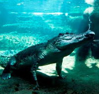 WILD LIFE Sydney Zoo - Melbourne Tourism