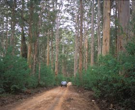 Boranup Drive - Melbourne Tourism 0