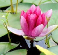 The Lotus Day Spa and Retreat - Melbourne Tourism