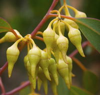 Mount Short Scenic Drive - Melbourne Tourism
