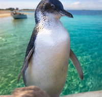 Penguin Island - Melbourne Tourism