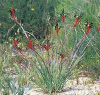 Kalbarri Wildflower Centre - Melbourne Tourism