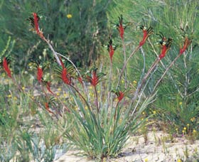 Kalbarri Wildflower Centre - Melbourne Tourism 0