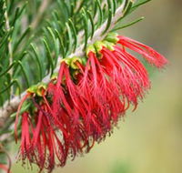 Ethel Daw Scenic Drive - Melbourne Tourism