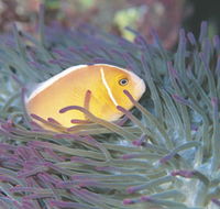 Rowley Shoals - Melbourne Tourism