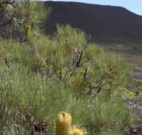 Lesueur Walk Trail Mount Lesueur - Melbourne Tourism
