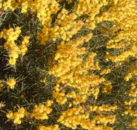 Dalwallinu Remnant Bushland - Melbourne Tourism