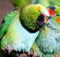 Rainbow Jungle - The Australian Parrot Breeding Centre - Melbourne Tourism