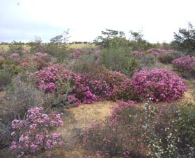 Reynoldson's Flora Reserve - Melbourne Tourism 0