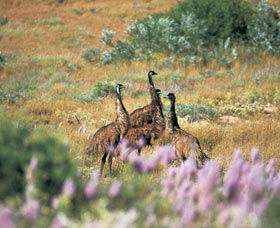 Jurabi Coastal Reserve - Melbourne Tourism 0