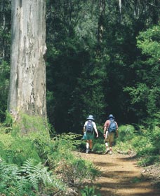 Gloucester Tree - Melbourne Tourism 0