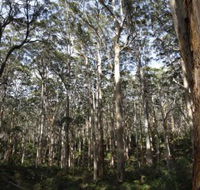 Boranup Karri Forest - Melbourne Tourism
