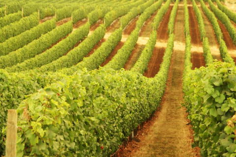 Darlington Estate Winery And Restaurant - Melbourne Tourism 0
