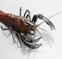 Andermel Marron - Melbourne Tourism