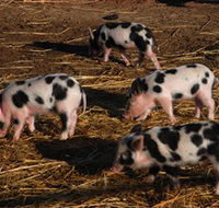 Will's Rare Breeds Farm - Melbourne Tourism