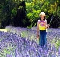 Brayfield Park Lavender Farm - Melbourne Tourism