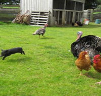Echo Farm - Melbourne Tourism